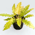Philodendron ring of fire golden