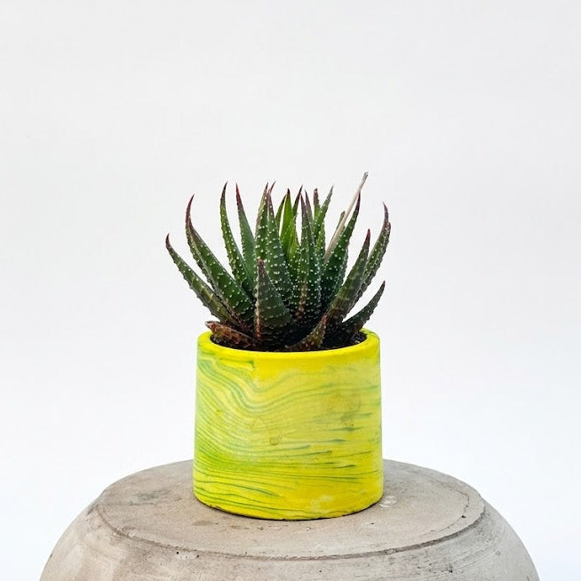 Zebra Haworthia in yellow pot