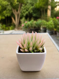 Howarthia soft leave