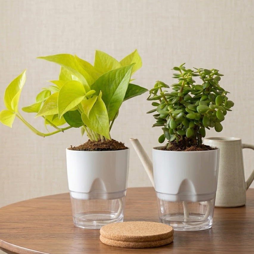 Set of 2 - Lucky Jade & Golden Money Plant