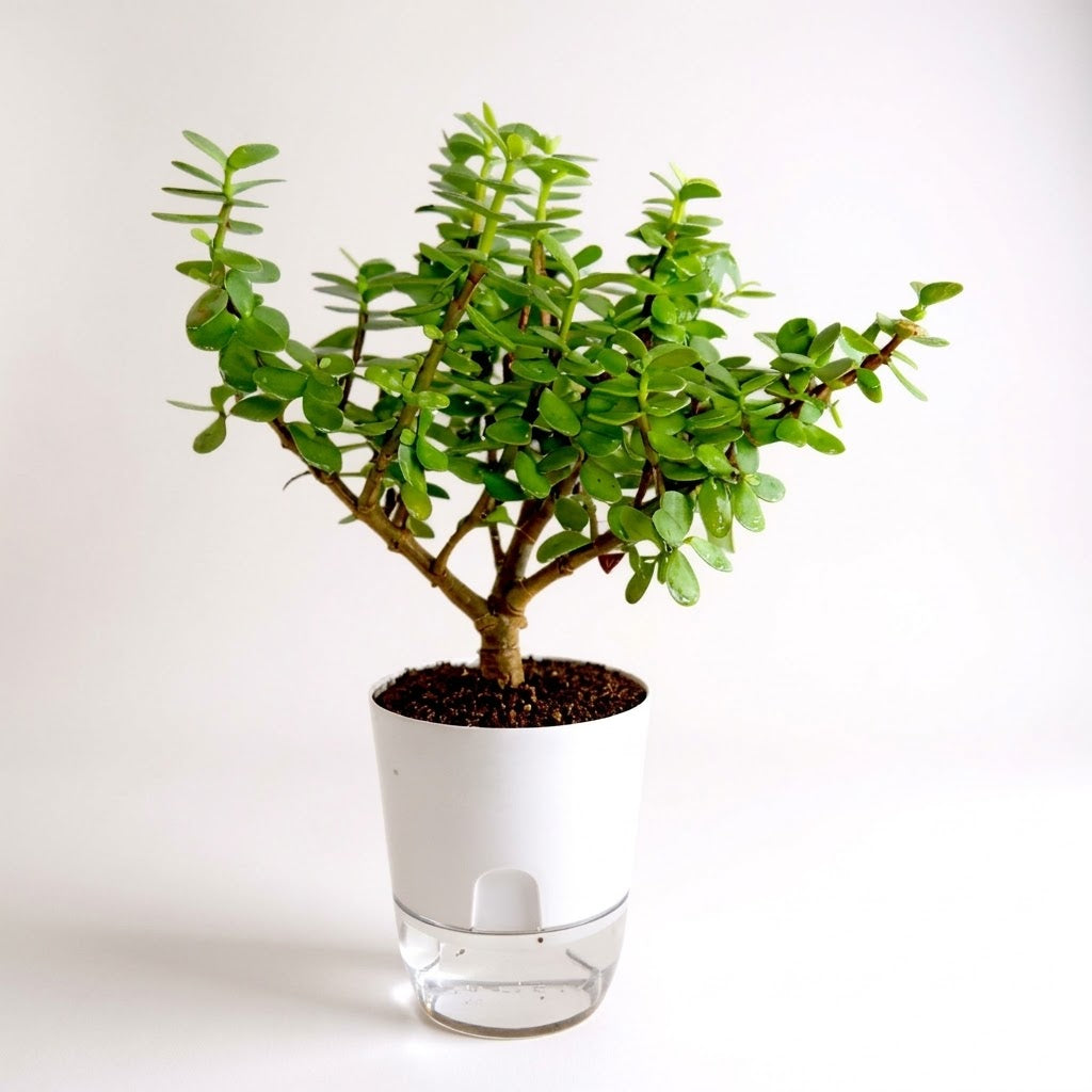 Lucky Jade Plant Large Leaves