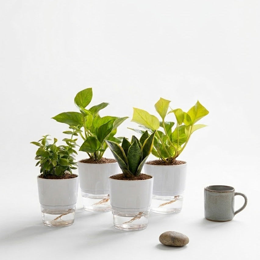 Set of 4 Air Purifying Indoor Plant Bundle for Home