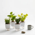 Set of 4 Air Purifying Indoor Plant Bundle for Home