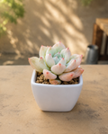 Echeveria zara
