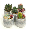 Trailing Succulents (Collection of five)