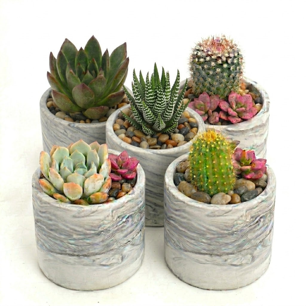 Trailing Succulents (Collection of five)