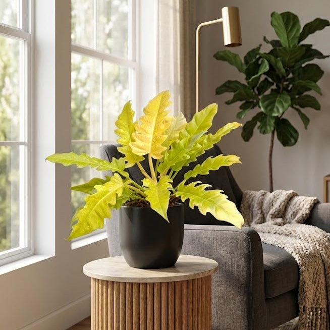 Philodendron ring of fire golden