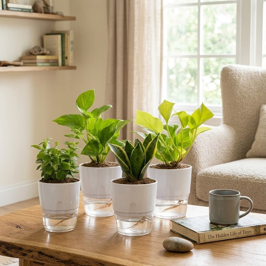 Set of 4 Air Purifying Indoor Plant Bundle for Home