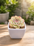 Echeveria pilodonis