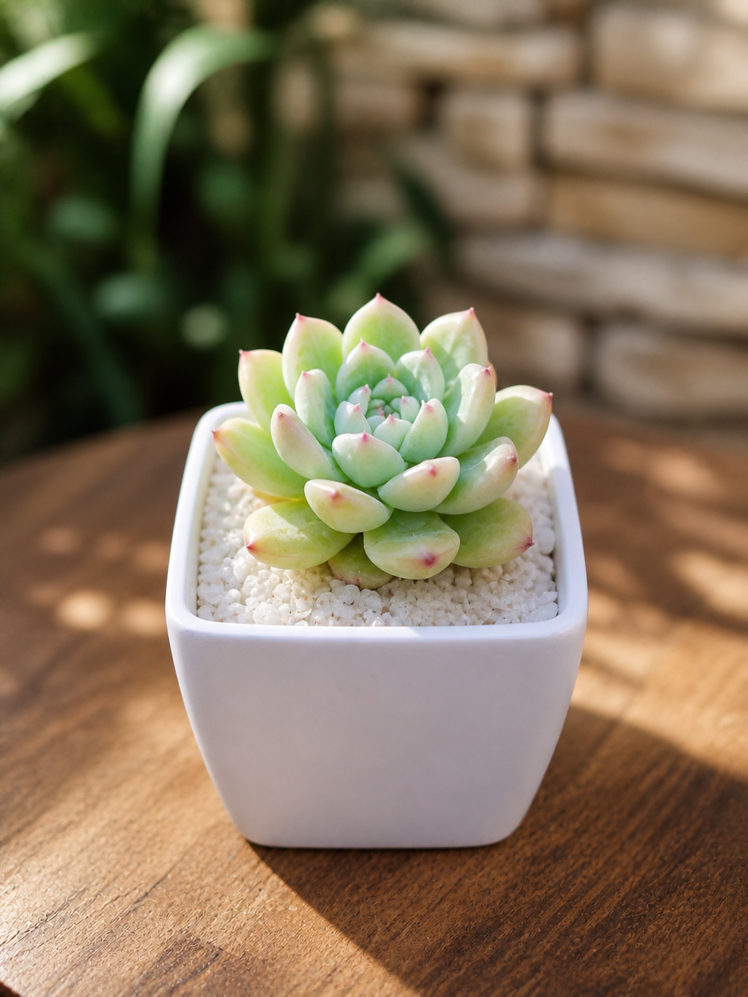Moon sedum