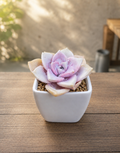 Echeveria purple