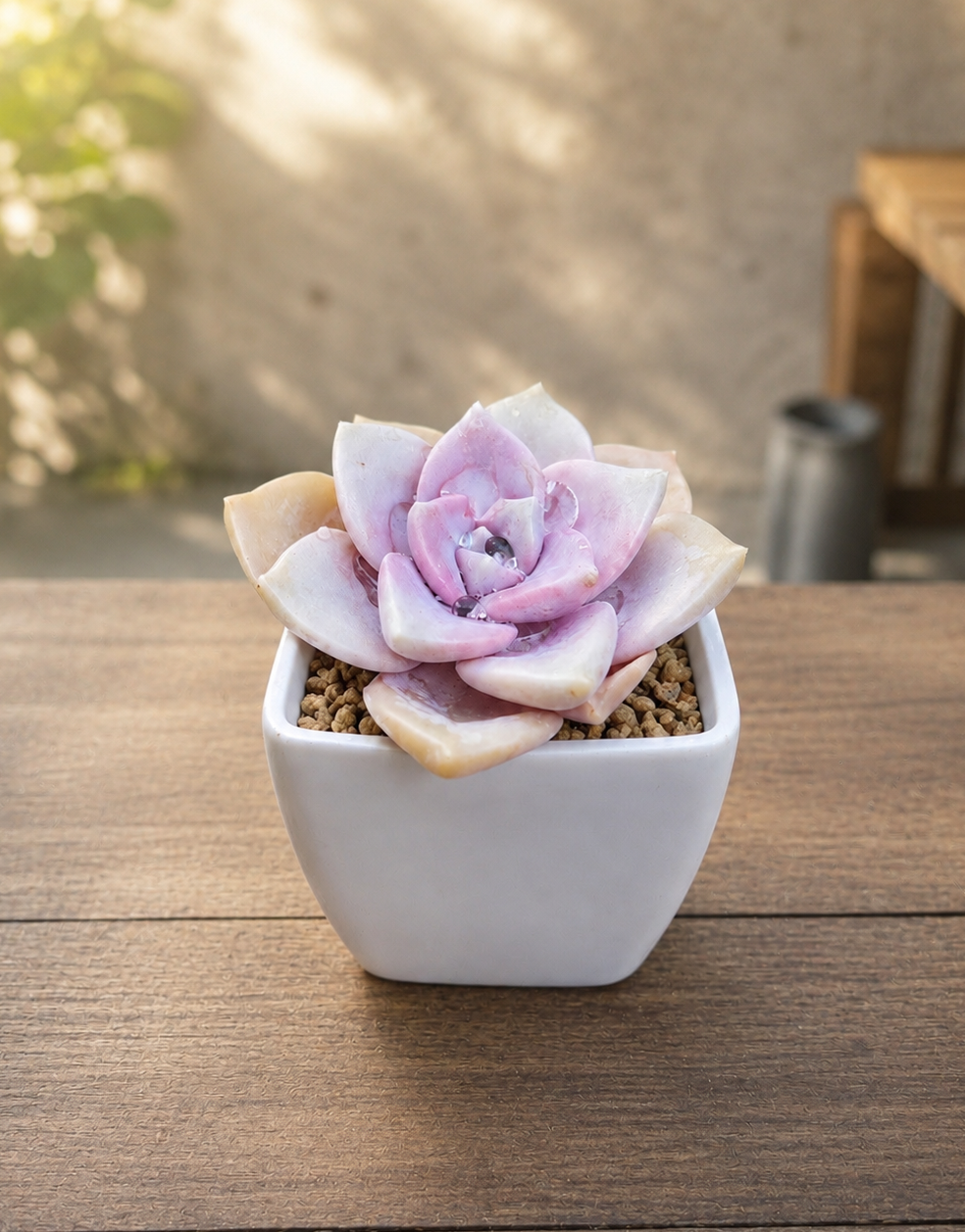 Echeveria purple