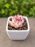 Echeveria lipstick