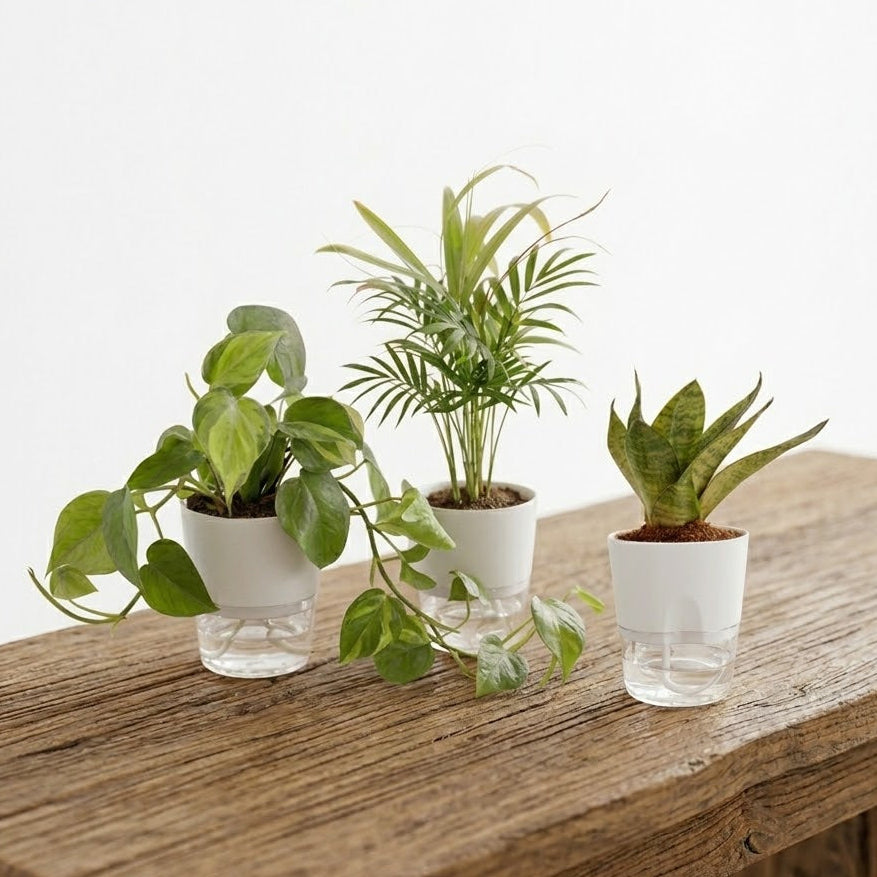 Set Of 3 - Areca Palm & Money Plant & Snake