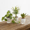 Set Of 3 - Areca Palm & Money Plant & Snake