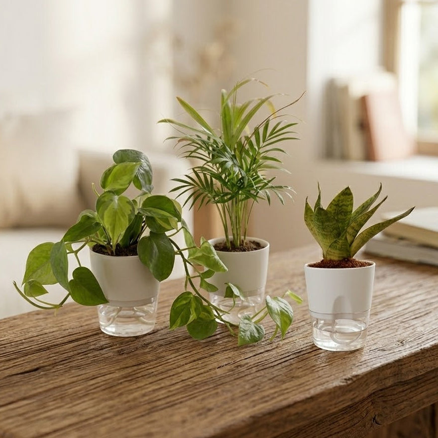 Set Of 3 - Areca Palm & Money Plant & Snake