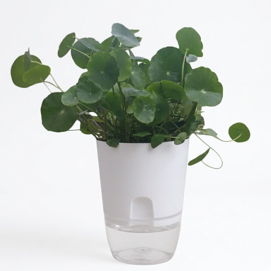 Pennywort Dollar Plant