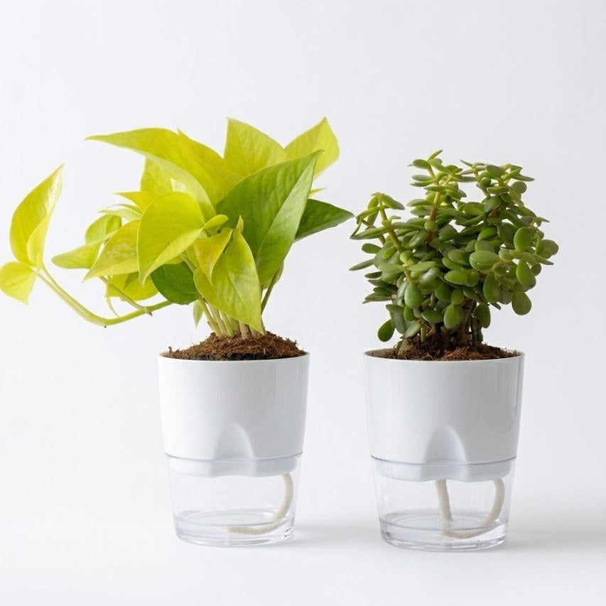 Set of 2 - Lucky Jade & Golden Money Plant