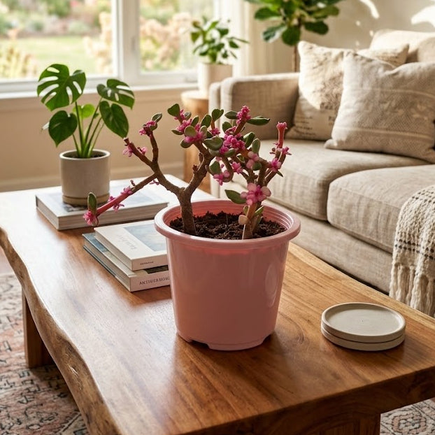 portulacaria afra (variegated pink jade)
