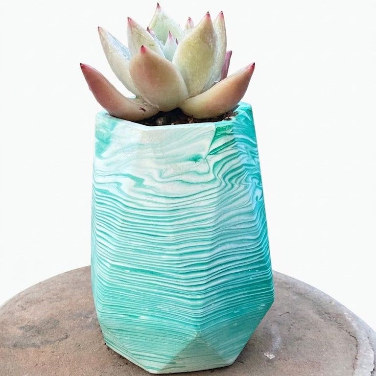 Echeveria Colorata in diamond pot