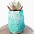 Echeveria Colorata in diamond pot
