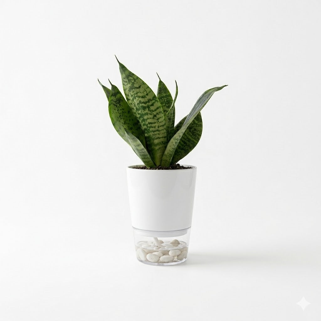 Snake Plant Sensaveria Hahnii