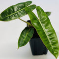 Philodendron billietiae