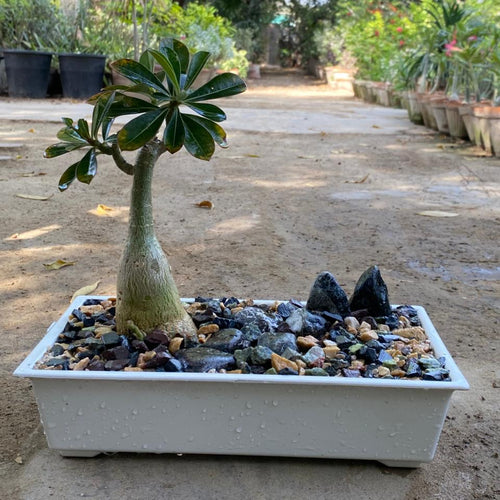 Adenium with Bonsai Tray
