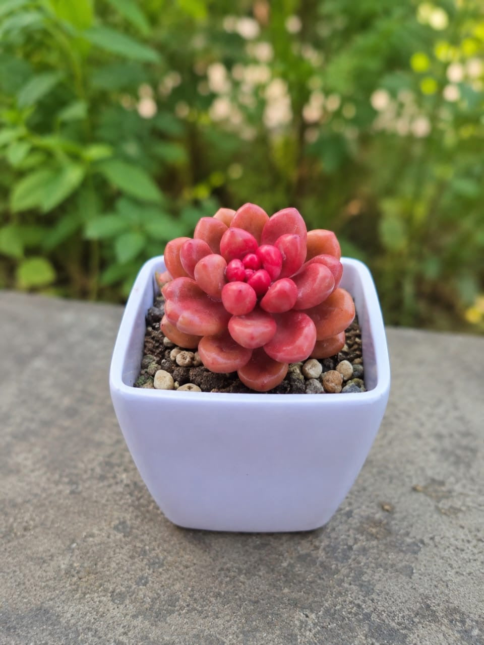 Jellybean
