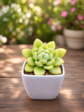 Green sedum