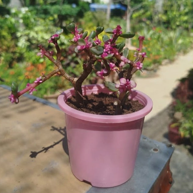 portulacaria afra (variegated pink jade)