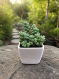 Ice plant