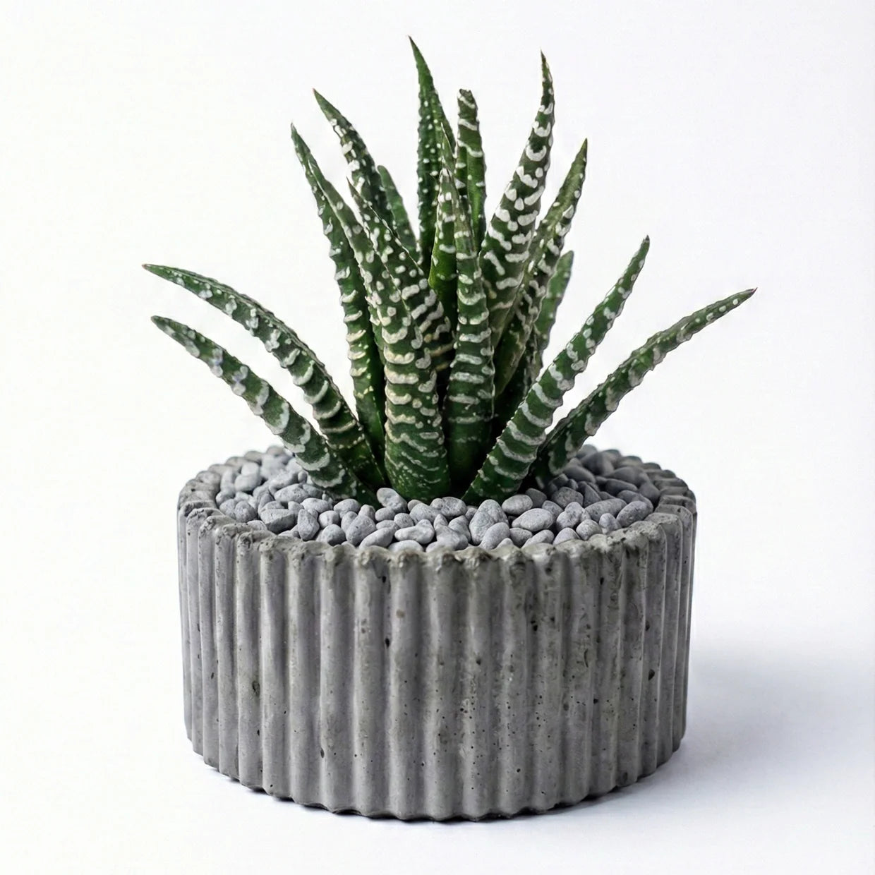 Haworthia Zebra in ribbed pot