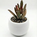 Chocolate Soldier in Ceramic Pot