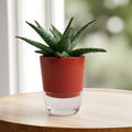 Aloe Variegated in self watering pot