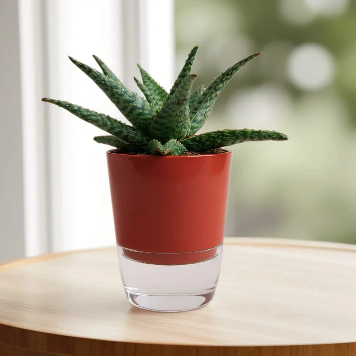 Aloe Variegated in self watering pot