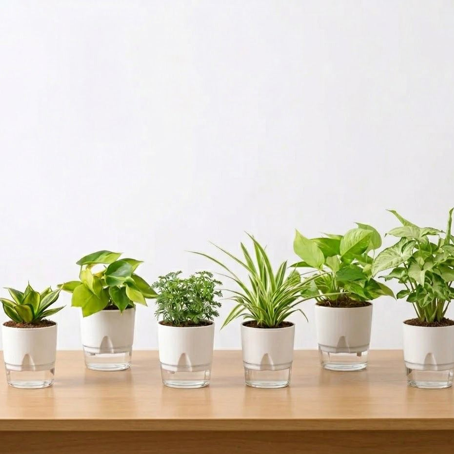 Set of 6 Air Purifier Indoor Plants – High Oxygen and Low Maintenance