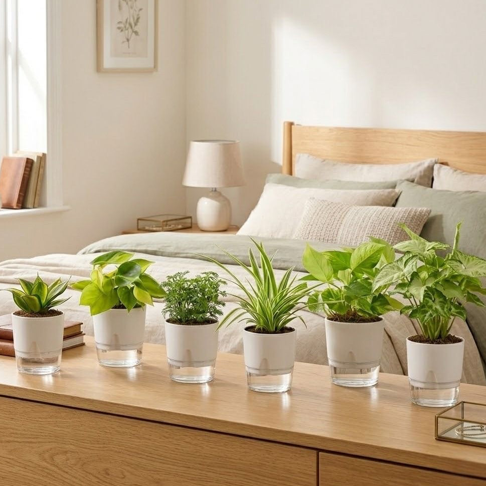 Set of 6 Air Purifier Indoor Plants – High Oxygen and Low Maintenance