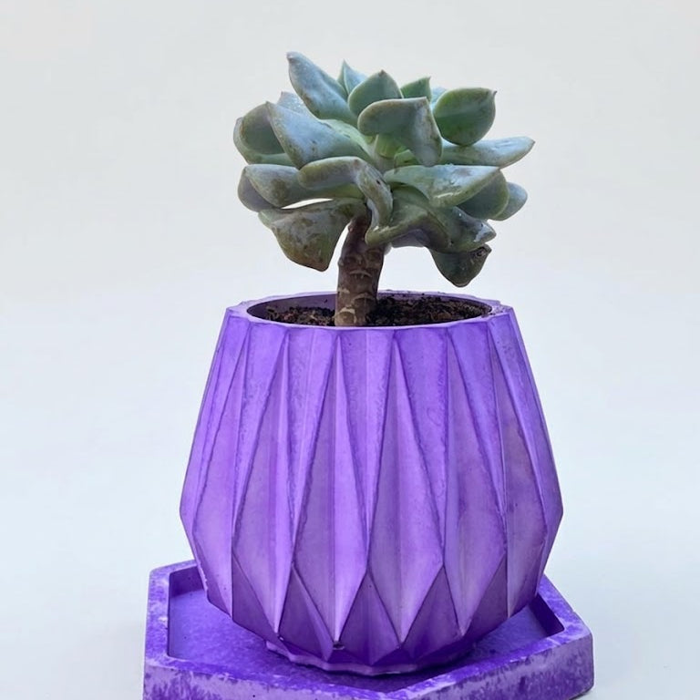 Echeveria 'Perle von Nurnberg in purple pot