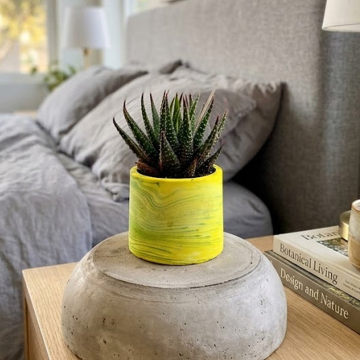 Zebra Haworthia in yellow pot