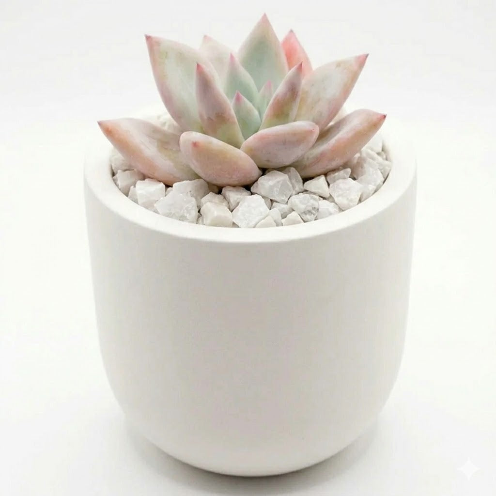 Echeveria agavoids in cement pot