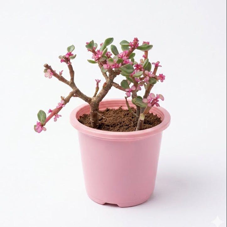 portulacaria afra (variegated pink jade)