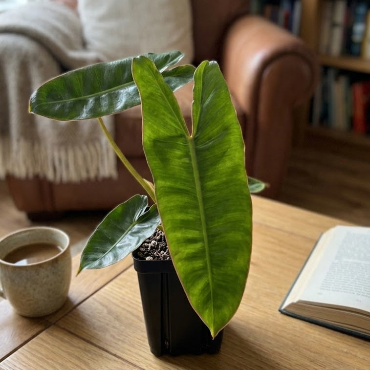Philodendron billietiae