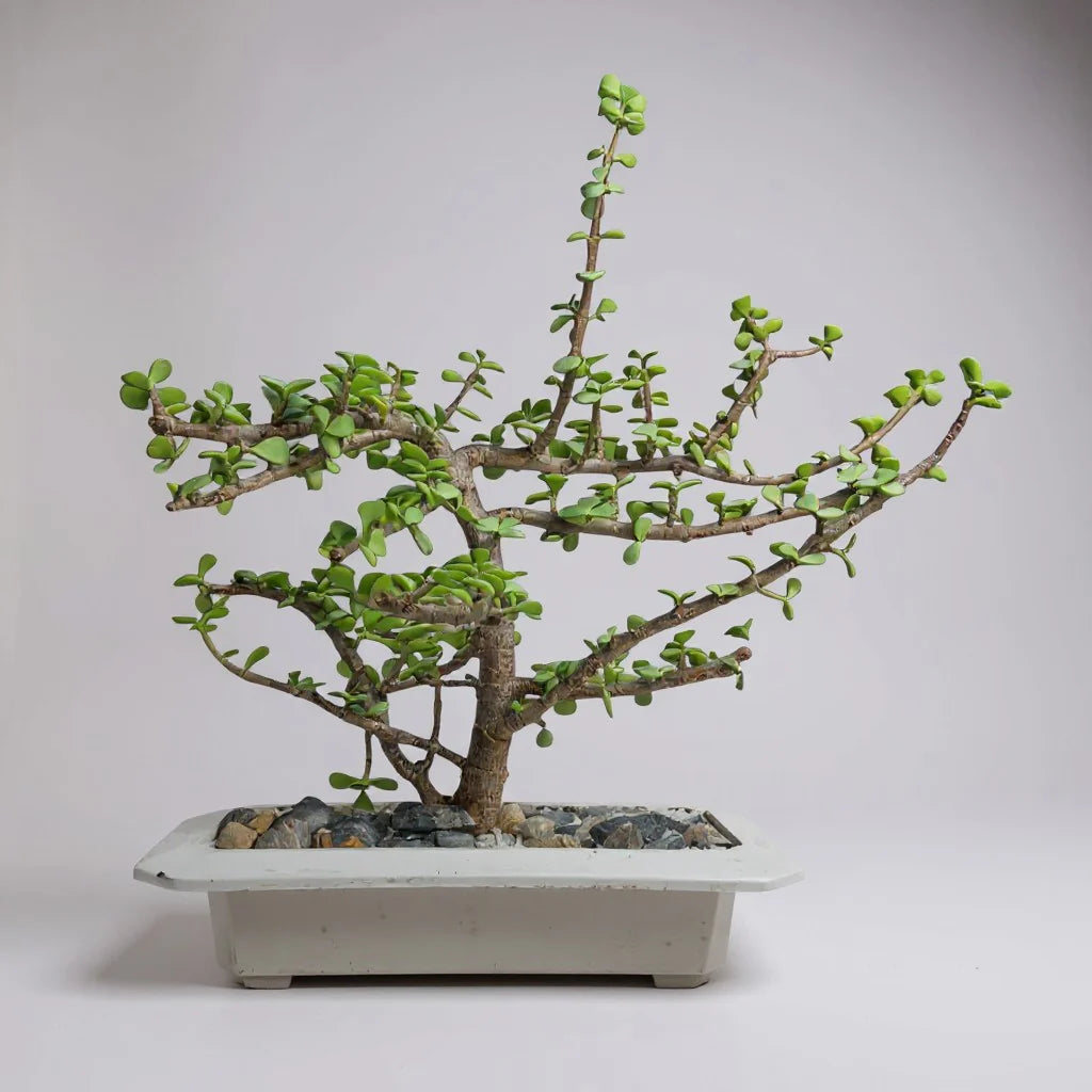 Lucky Jade Plant Bonsai