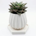 Echeveria Purpusorum in Diamond Cement Pot With Tray
